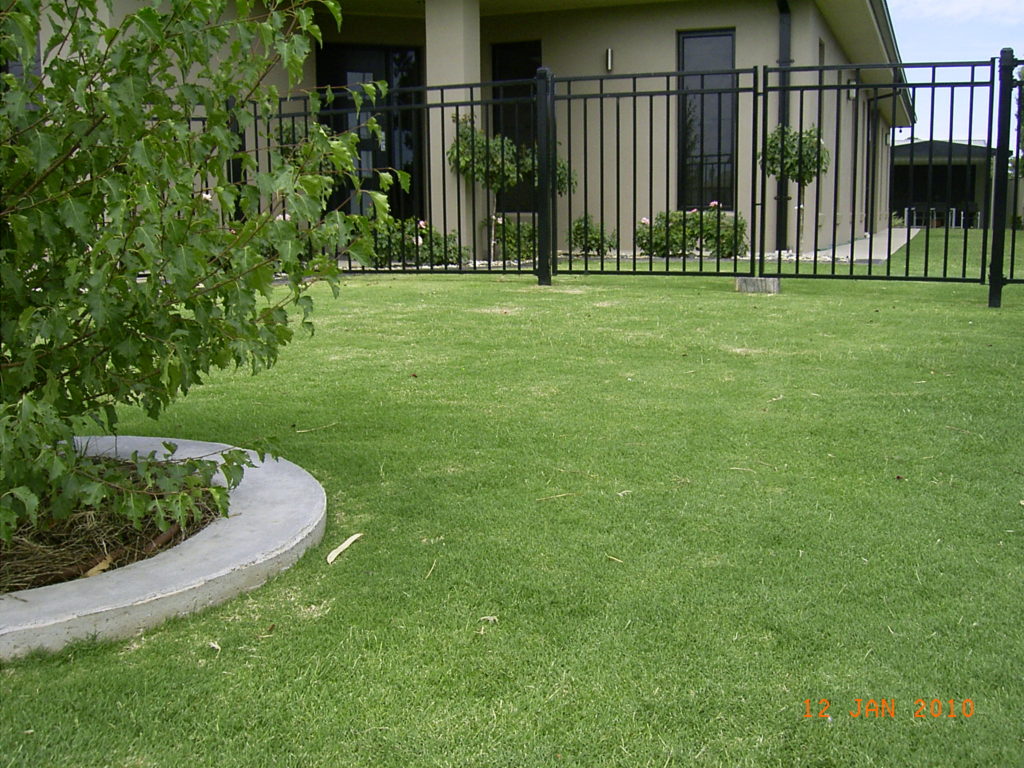 Wintergreen Couch Instant Lawn Melbourne Bendigo Mildura