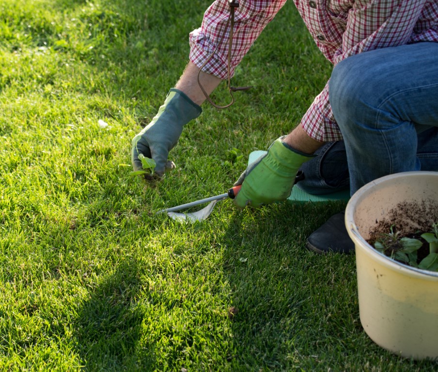 Benefits of Organic Weed Control - Instant Lawns - Advance Turf Turning A Weed Field Into Lawn