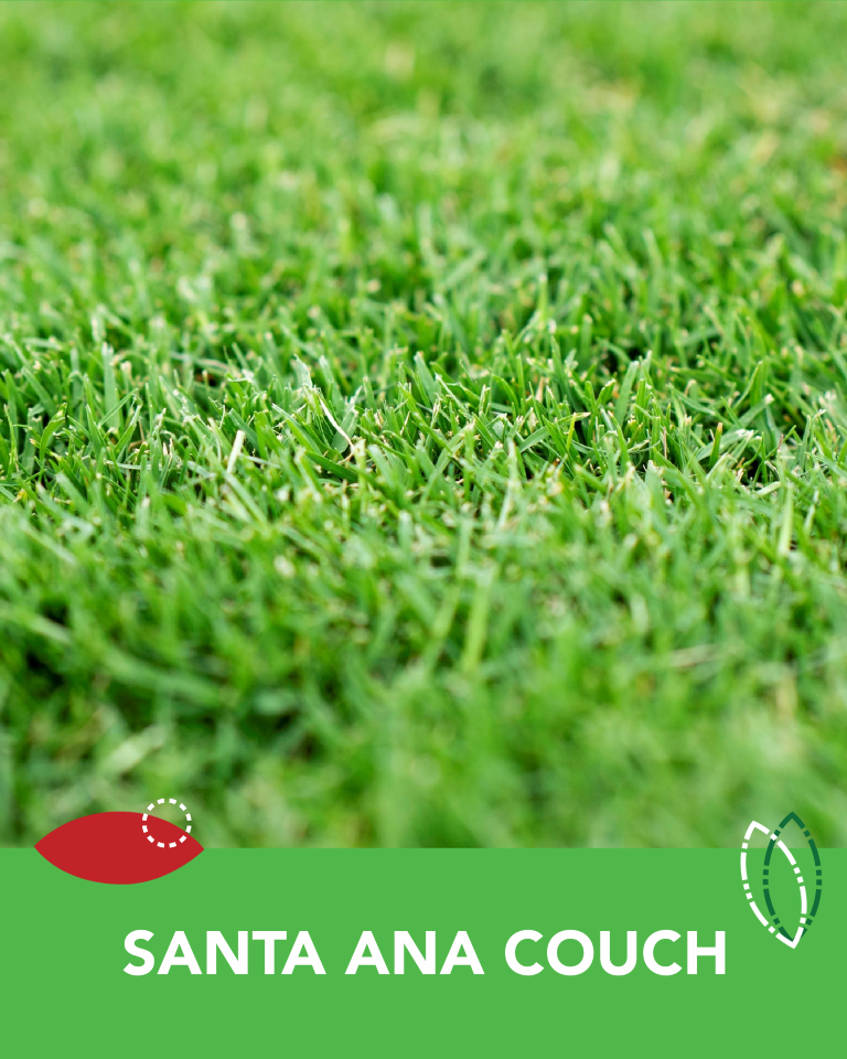 Santa Ana Couch Turf