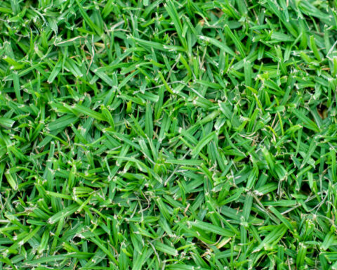 Premium Mallee Kikuyu - Instant Lawns